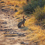  Hare 