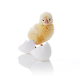  Hatch 