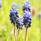  Hyacinth 