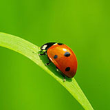  Ladybird 
