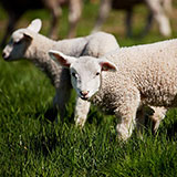  Lambs 