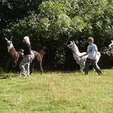  Llama Trekking 
