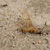  Mayfly 
