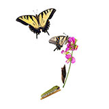  Metamorphosis 