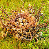  Nest 