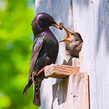  Nestling 