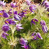  Pasque Flower 