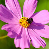  Pollinate 