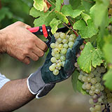  Pruning 