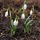  Snowdrops 