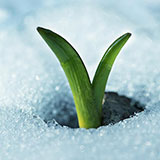  Sprout 