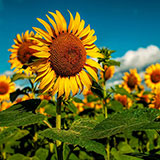  Sunflowers 