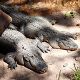  Alligator 
