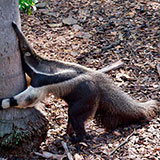 Anteater 
