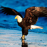  Bald Eagle 