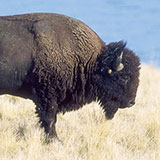  Bison 