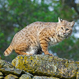  Bobcat 