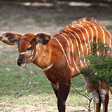  Bongo 