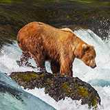  Brown Bear 