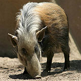  Bushpig 