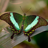  Butterfly 