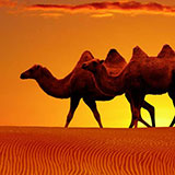  Camel 