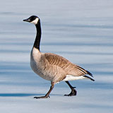  Canada Goose 