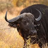  Cape Buffalo 