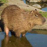  Capybara 
