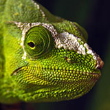  Chameleon 