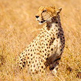  Cheetah 
