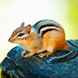  Chipmunk 