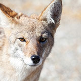  Coyote 