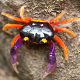  Crab 