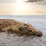  Crocodile 