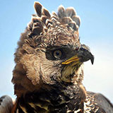  Crowned Eagle 