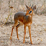  Dik-dik 