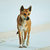  Dingo 