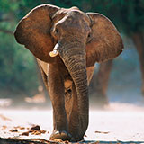  Elephant 