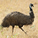  Emu 
