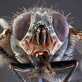  Fly 