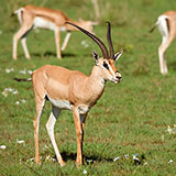  Gazelle 
