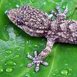  Gecko 