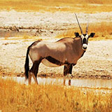  Gemsbok 