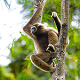  Gibbon 
