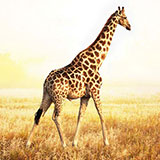  Giraffe 