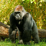  Gorilla 