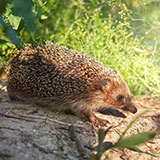  Hedgehog 