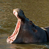  Hippo 