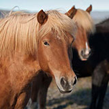  Horse 